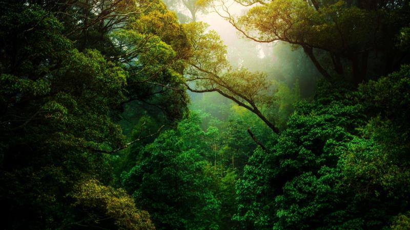Alianza Estratégica para Evaluar Riesgos de Deforestación Financiera
