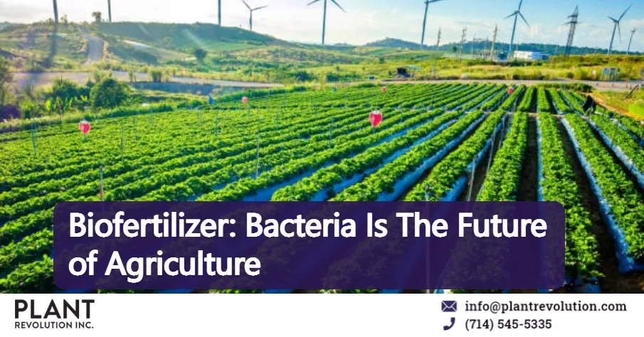Revolución en Agricultura: Bacterias Sustituyen Fertilizantes Sintéticos