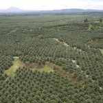 Bancos en Singapur Abordan los Riesgos Naturales en el Sector Financiero