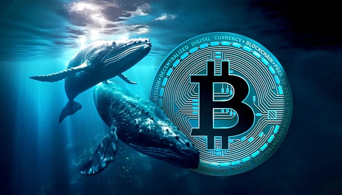 Bitcoin Holders Venden mientras Ballenas Compran en la Caída